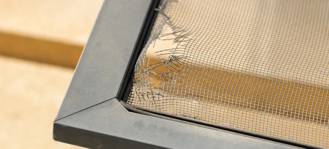 The frayed edge of the tear and the frame groove close up